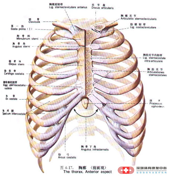 常见软骨炎的病因